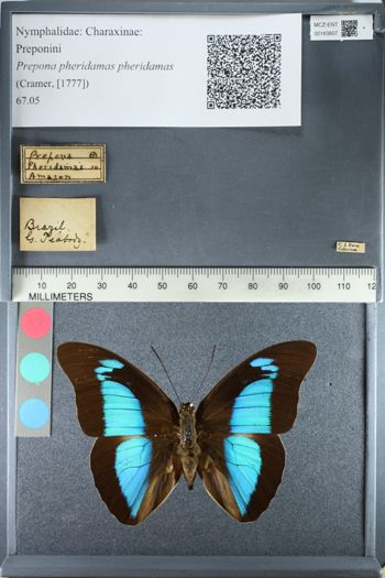 Media type: image;   Entomology 163807